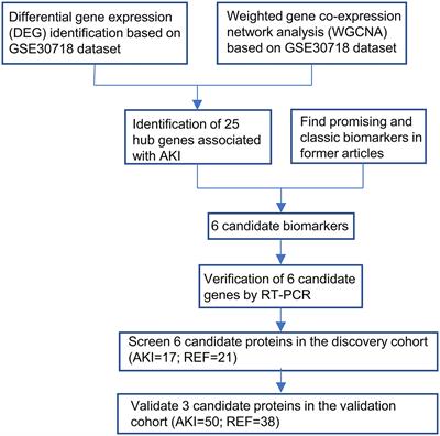 Novel Plasma Biomarker-Based Model for Predicting Acute Kidney Injury After Cardiac Surgery: A Case Control Study